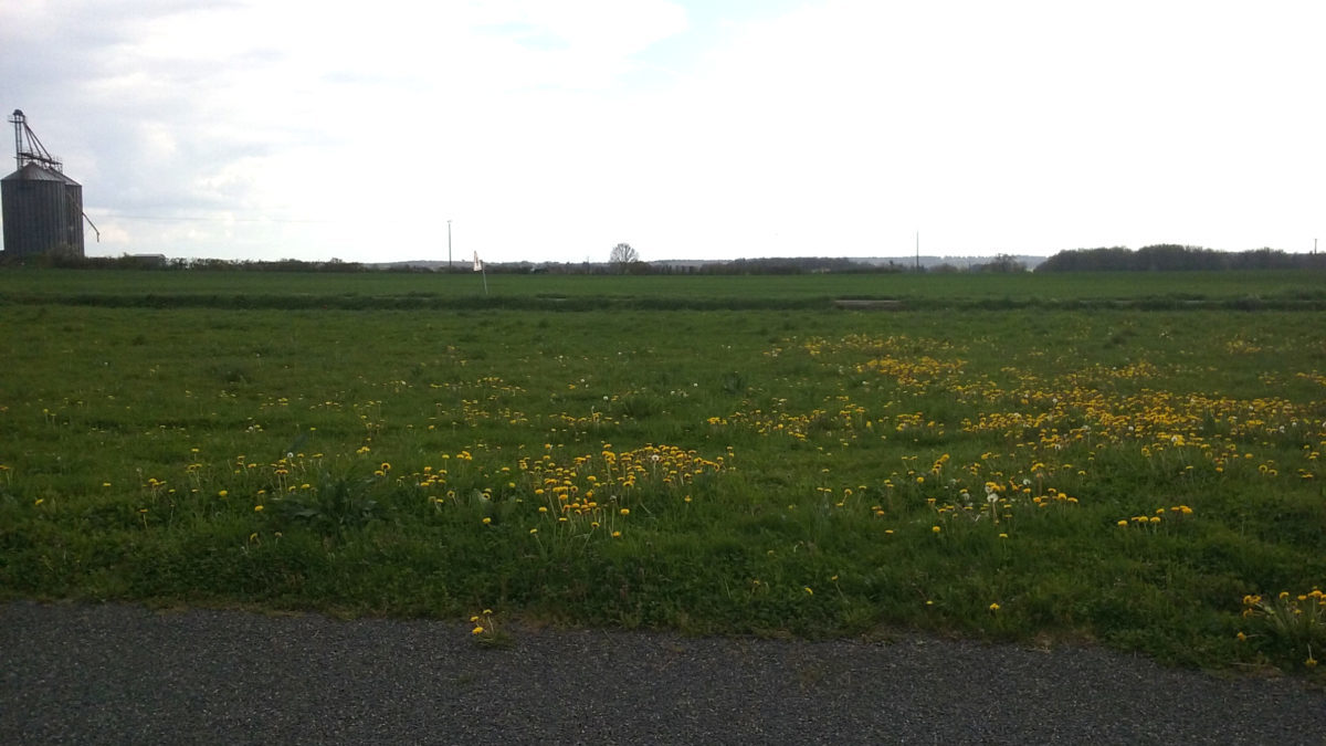 Terrain de 1.000m² à Saint-Sulpice-des-Landes - Lot 5 du Lotissement des Perrières